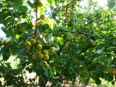 李氏仙族桃梨李杏：传承千年的果树传奇，盛开的家族传统和芬芳收获