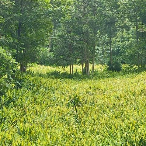 谋天下，雪中回眸：在纷繁复杂的政治棋局中寻找自己的立足之地