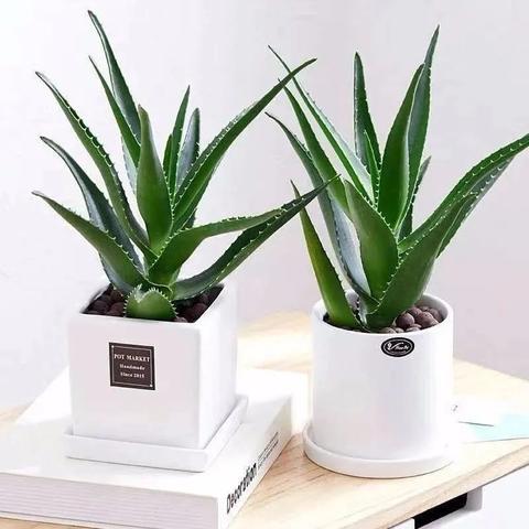 (除甲醛最有效方法植物除甲醛最有效)如何选择最有效的植物除甲醛，让家里空气清新无污染