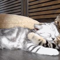 (猫咪被亲亲)猫咪被亲的时候在想什么?是否感受到主人的爱意和温暖? (猫咪被亲亲)猫咪被亲的时候在想什么?是否感受到主人的爱意和温暖?