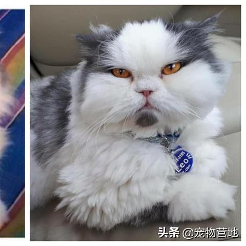 (猫咪被亲亲)猫咪被亲的时候在想什么?是否感受到主人的爱意和温暖? (猫咪被亲亲)猫咪被亲的时候在想什么?是否感受到主人的爱意和温暖?