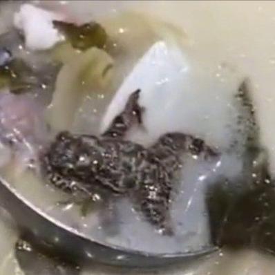 (吃水果的蛇)贪吃水果蛇吞食全城，引发市民恐慌，警方全力围捕凶猛食客