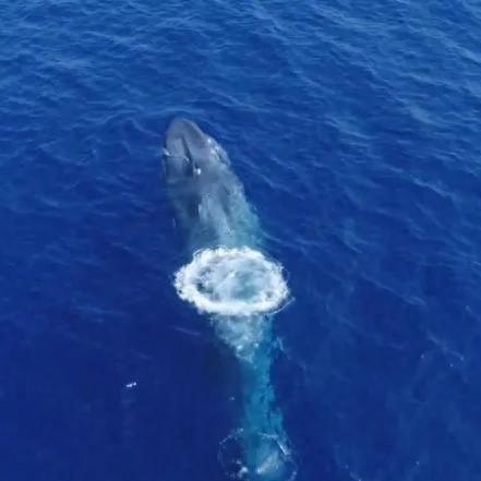 (吃水果的蛇)贪吃水果蛇吞食全城,引发市民恐慌,警方全力围捕凶猛食客 (吃水果的蛇)贪吃水果蛇吞食全城,引发市民恐慌,警方全力围捕凶猛食客