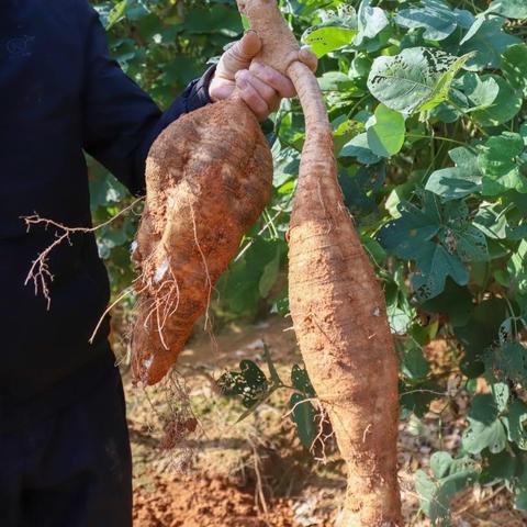 (夏洛特 国服)探索夏洛特的餐桌国际服官网的精彩菜色和餐饮体验