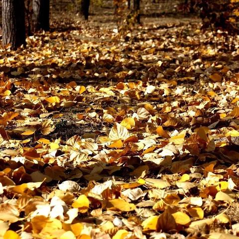 (悄然渐远什么意思)悄然渐爱第十三章免费阅读：激情升温，爱意满心，心动不已