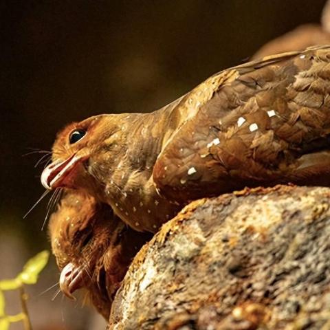 暗夜行动美剧：揭秘黑暗中的秘密任务与生死对决的惊心动魄剧情