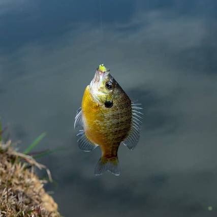 探寻钓鱼之乐：我的钓鱼生活游戏攻略全面解析，助你成为钓鱼高手！