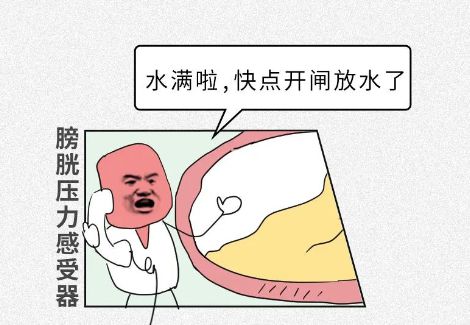 (小便刺痛有尿意尿不出来)小便有刺痛感还感觉尿不干净?可能是肾感染引起的炎症所致