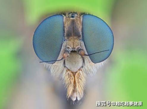 跳跳鱼世界之苍蝇:探索生态平衡的重要性和细微生物对大自然的影响 跳跳鱼世界之苍蝇:探索生态平衡的重要性和细微生物对大自然的影响