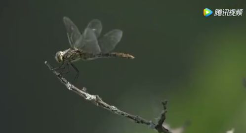 跳跳鱼世界之苍蝇:探索生态平衡的重要性和细微生物对大自然的影响 跳跳鱼世界之苍蝇:探索生态平衡的重要性和细微生物对大自然的影响