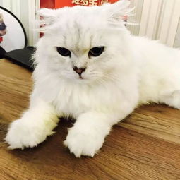 喵喵零食铺:专为爱猫人士打造的优质宠物零食,健康美味陪伴您的猫咪成长! 喵喵零食铺:专为爱猫人士打造的优质宠物零食,健康美味陪伴您的猫咪成长!
