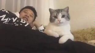 一步一步教你“探探猫大作战”战胜对方的全盘策略攻略,赢在细节的必杀技揭秘