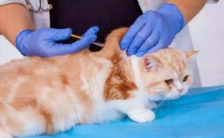 (猫咪打完疫苗不肯吃东西怎么办)怎么办？猫咪打疫苗后突然蔫了不吃不喝，应该怎么处理？