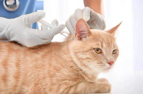(猫咪打完疫苗不肯吃东西怎么办)怎么办？猫咪打疫苗后突然蔫了不吃不喝，应该怎么处理？
