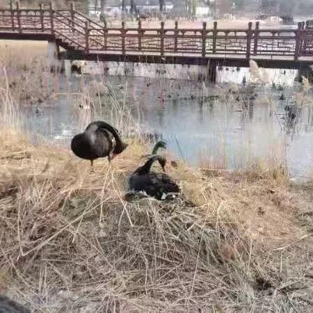 遇难黑天鹅遗留蛋，将通过人工孵化技术保护其生命延续与生态平衡