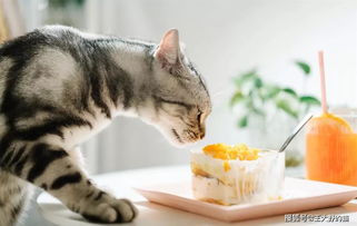 (亲猫咪的嘴巴,猫咪心理反应)“亲吻猫咪嘴巴的注意事项：这样做对猫咪健康有影响吗？”