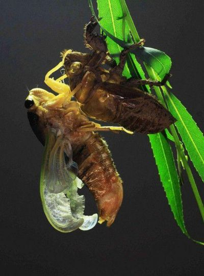 (金蝉脱壳的解密)揭秘金蝉脱壳之谜：历史疑案解析与推理排解