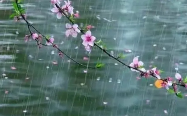 (在细雨里纷飞是什么歌)在细雨纷飞的春日中，感悟葬花吟的悲怆与生命的真谛
