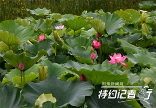 (荷花含苞绽放)荷花含苞欲放，芬芳散发如少女般娇媚动人