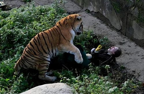 (被老虎咬的赵菁现状2020怎么样了)赵菁遭老虎袭击被咬的照片曝光，惊险一刻引发关注