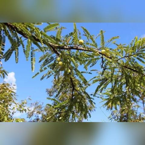 (王蓝莓幸福生活怎么赚经验)探索幸福生活之门：王蓝莓的游戏人生究竟隐藏了何种奥秘?