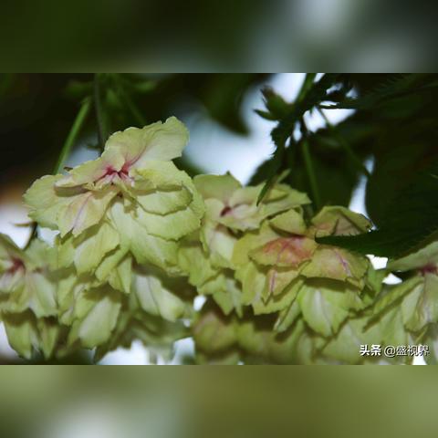 (翡翠和绿宝石哪个更有收藏价值)探秘翡翠绿宝石的价值与魅力：历史传承、稀有珍贵与神秘传说