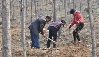 (恢复耕地种的树怎么处理)老农耕地种树如何恢复出厂设置？详细步骤图解析