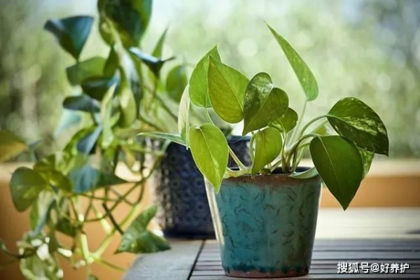(净化空气最好植物有哪些)「净化空气的植物有哪些？让你的家庭更清新舒适！」