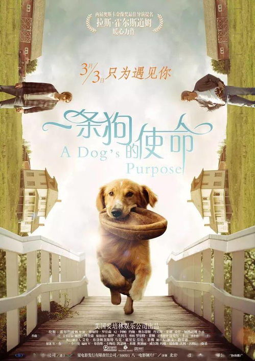 邀你踏入童话世界：体验梦幻小狗的魅力，开启无限想象力和创造力的奇妙玩乐之旅